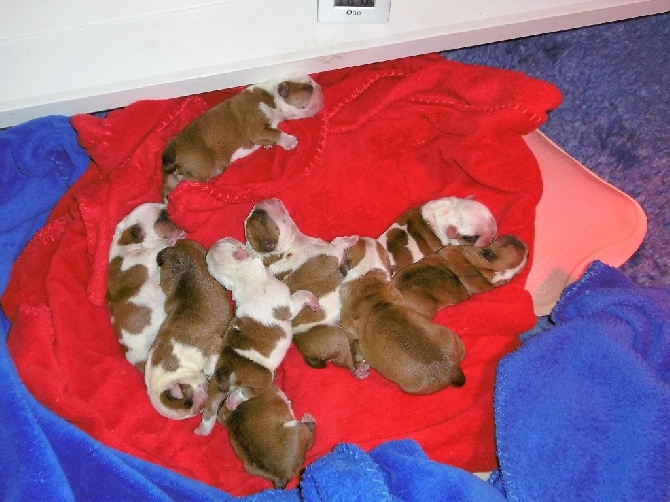 Des Red Bullys Star - NAISSANCE DU PRINTEMPS