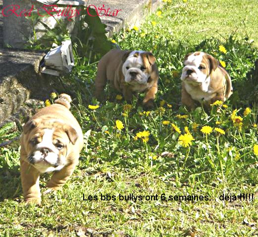 Les bbs D'June du Quarrylane Cottage et GARNER Be So Good