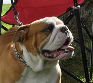 Des Red Bullys Star